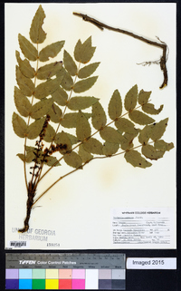 Mahonia nervosa image