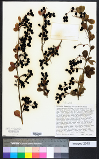 Berberis jamesiana image