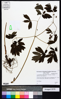 Caulophyllum thalictroides image