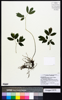 Caulophyllum thalictroides image