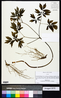 Caulophyllum thalictroides image