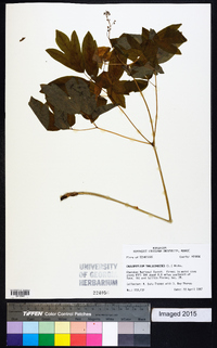 Caulophyllum thalictroides image