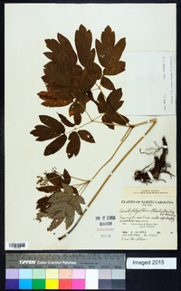 Caulophyllum thalictroides image