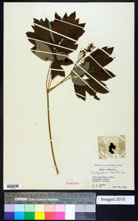 Caulophyllum thalictroides image