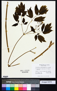 Caulophyllum thalictroides image