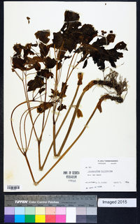 Caulophyllum thalictroides image