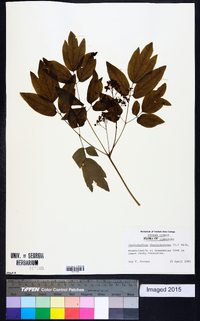 Caulophyllum thalictroides image