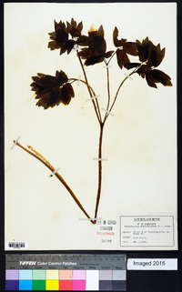 Caulophyllum thalictroides image