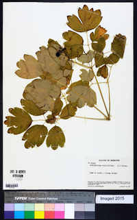 Caulophyllum thalictroides image