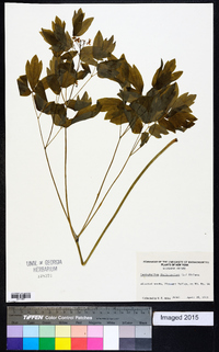 Caulophyllum thalictroides image