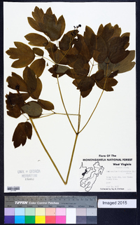 Caulophyllum thalictroides image