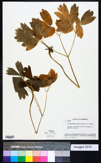 Caulophyllum thalictroides image