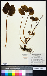 Jeffersonia diphylla image