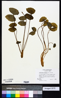 Jeffersonia diphylla image