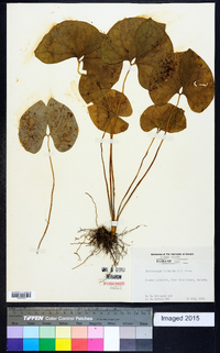 Jeffersonia diphylla image