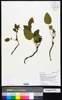 Mahonia repens image