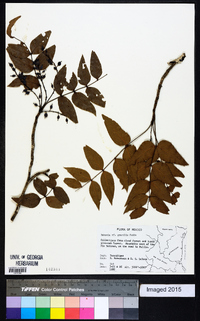 Mahonia gracilis image
