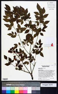 Nandina domestica image