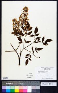 Nandina domestica image