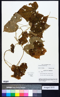 Calycocarpum lyonii image