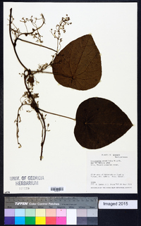 Cissampelos grandifolia image