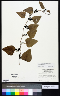 Nephroia carolina image