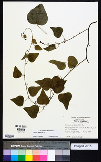 Nephroia carolina image