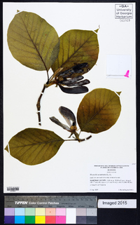 Magnolia acuminata image