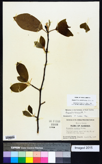 Magnolia acuminata image