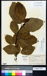 Magnolia acuminata image