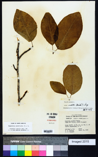 Magnolia acuminata image