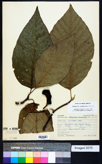 Magnolia acuminata image