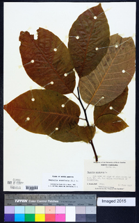 Magnolia acuminata image