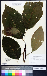 Magnolia acuminata image