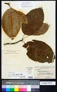 Magnolia acuminata image