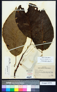 Magnolia acuminata image