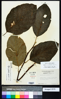 Magnolia acuminata image