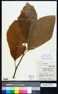 Magnolia acuminata image