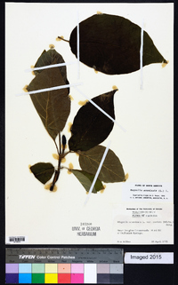 Magnolia acuminata image