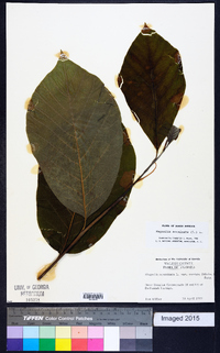 Magnolia acuminata image