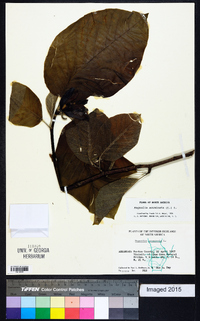 Magnolia acuminata image