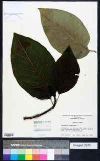 Magnolia acuminata image