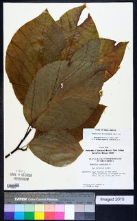 Magnolia acuminata image