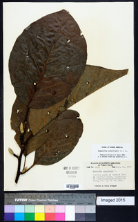 Magnolia acuminata image