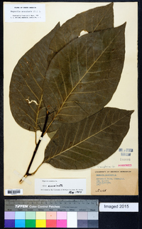 Magnolia acuminata image