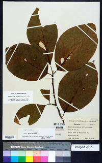 Magnolia acuminata image