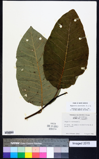 Magnolia acuminata image