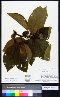 Magnolia acuminata image