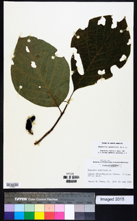 Magnolia acuminata image