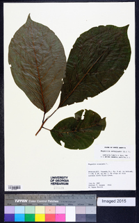 Magnolia acuminata image